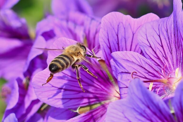 Homeopathy for Stings